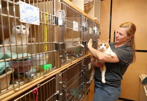 Petsmart adopt a cat. PetSmart pet stores offer quality pet products, pet food, and accessories. ... Grooming Training Adoptions Veterinary Curbside Pickup. Store Hours. TODAY 9AM-9PM. SUN 10AM-7PM. MON 9AM-9PM. TUE 9AM ... live pets, canned, fresh or frozen foods, select cat litters. Offer may not be combinable with other promotional offers or discounts. Terms and ... 