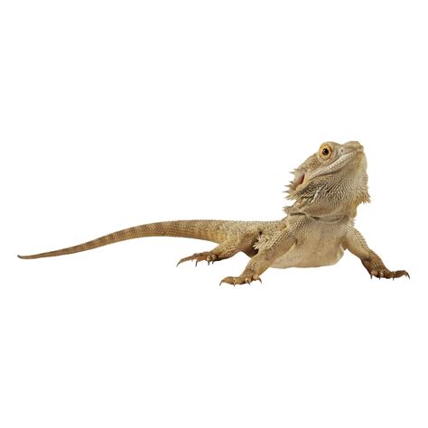 Pet parents can find all of the habitat accessories they need at PetSmart. We want to help you create an environment in which your reptile can thrive. Our selection of reptile habitat accessories includes products like: Bearded Dragon Costumes Habitat Dividers Lighting Timers Habitat Screen Covers And More . 