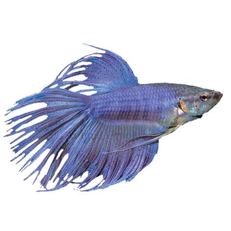 Terms and conditions of this offer are subject to change at the sole discretion of PetSmart. Delivery may be delayed due to acts beyond our reasonable control, which may include, but are not limited to, weather, strikes, power outages, shutdowns, local, provincial or federal governmental actions, and other similar acts. Offer valid on PetSmart.com.. Petsmart betta