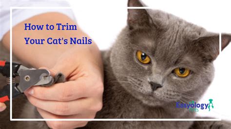 Gently wrapping your cat's body in a towel can help you restrain them during their nail trim. Just stick one foot out at a time and keep the others confined within the towel. Consider the timing ....