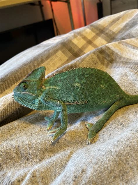 Petsmart chameleons. Shop at PetSmart online or in-store to get amazing deals on supplies for your bearded dragon. We offer a large selection of food, habitat, décor, care items, and more! 