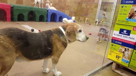 Petsmart dog daycare. PetSmart Grooming. (928) 763-2829. 3699 Highway 95, #540. Bullhead City, AZ 86442. Directions. View Profile. Visit us for the best pet groomers and trainers in Bullhead City, AZ! Our Bullhead City, AZ pet store offers in-store pet services like Grooming, Training, Doggie Day Care, and overnight boarding! 