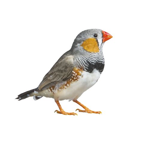 Petsmart finches. Things To Know About Petsmart finches. 