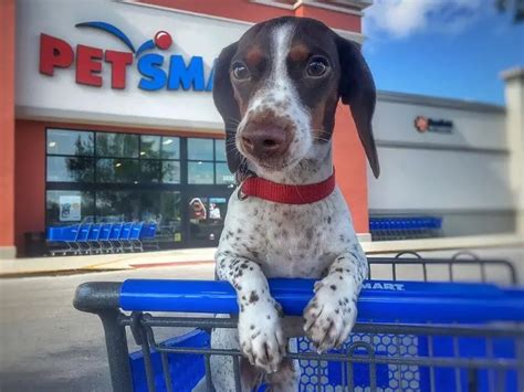 Petsmart fish return policy. Petsmart offers a few options for refunds when returning fish-related items. You can choose to receive a full refund to your original payment method, store credit for … 