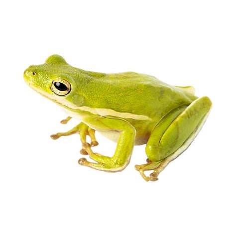 Petsmart frog. Things To Know About Petsmart frog. 