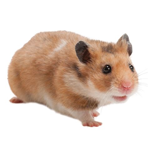 How much a hamster is will depend on where you get it from and what breed of hamster you are getting. At this time, PetSmart sells a variety of hamsters that range in price from $18 to $23 with breeds like the Roborovski Dwarf hamster, Winter White hamsters, Long-Haired hamsters and more.. 