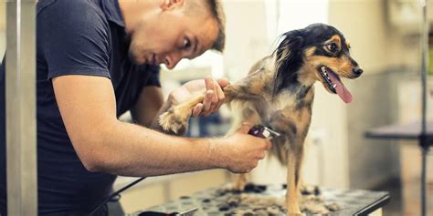 You’ll have 4 weeks in a classroom environment, gaining insights from our experienced Academy Trainers. You’ll dive in deeper into breed styling, caring for different dog breeds, and get comfortable with tools and clippers. As an added bonus, at graduation, you’ll receive a free tool kit worth over $600! Stage 3—Groomer Trainee: You .... 