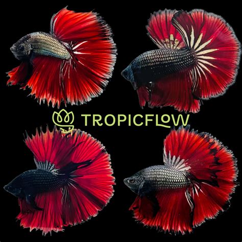 Petsmart tropical fish.  Discount in cart.  From the vibrant colors of Betta f...