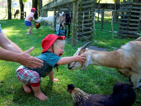 Petting zoo near me. PuttPutt. Largo's Miniature Golf Course. Add a game to your farm fun for only $6 per player. Find all DK Farms Events. Things to do in Pinellas County. This Largo farm hosts birthday parties and outdoor laser tag! Petting Zoo & Goat Yoga! 