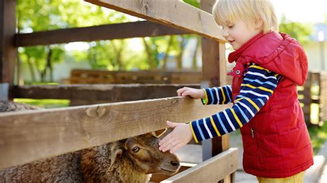 Petting zoos near me. Things To Know About Petting zoos near me. 