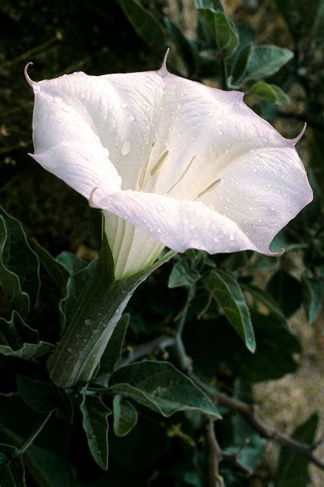 Petunia and Datura show some similarities. Reason - Sarthaks