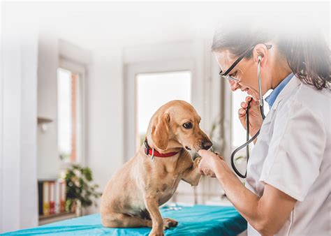 Petvet.vippetcare.com - Hours: 10:00 a.m.—7:00 p.m. EST. When to use: Get real-time answers for general questions about your pet’s behavior or health. If you’re unsure if something requires a visit to the vet, we’ll help you decide. Who answers: You will speak with a veterinary professional. How to Start: Call 1-800-775-4519 to access our veterinary ... 