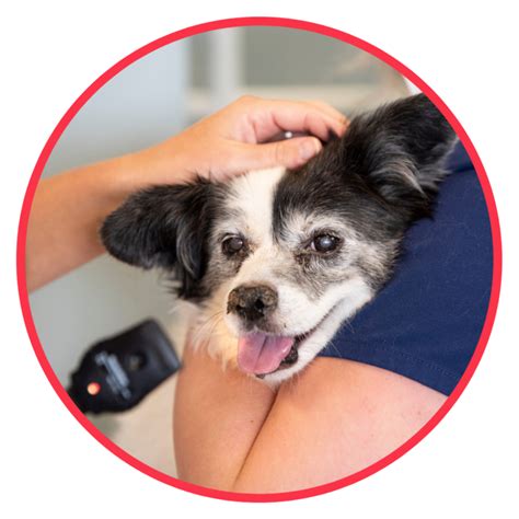 Petwellclinic robinson. PetWellClinic. 1,272 likes · 4 talking about this · 150 were here. We're passionate animal lovers offering walk-in veterinary care for your furry friends! 