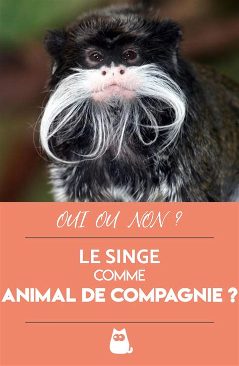 Peut-on avoir un singe comme animal de compagnie