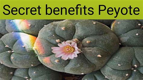 Peyote Uses, Benefits & Dosage - Drugs.com Herbal Database