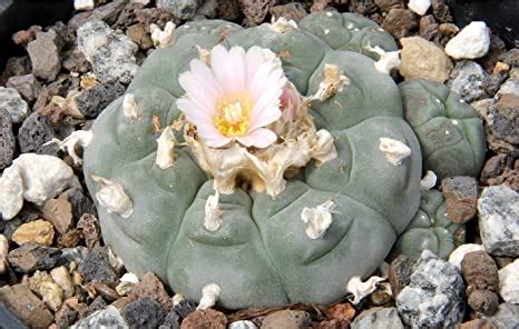 Peyote seeds amazon. Things To Know About Peyote seeds amazon. 