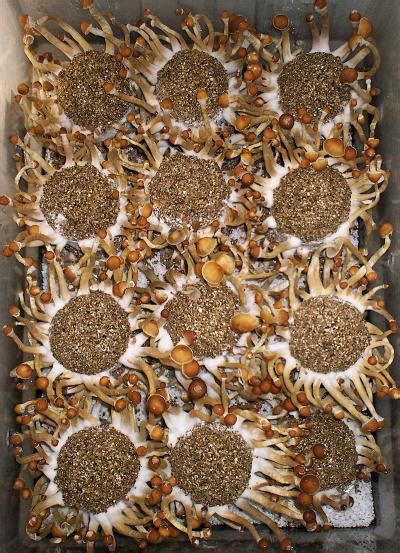 The Psilocybe fanaticus technique (PF tek) was developed by Robert “Billy” McPherson in 1991. It describes a method of cultivating Psilocybe cubensis (magic mushrooms) at home, without the use of specialist equipment. It was the first, and by many considered the best, method for fairly straightforward home growing.. 