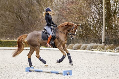 Pferd & Jagd: Ergebnisüberblick Sport 2024