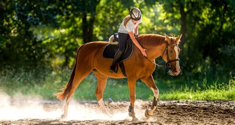 Pferd einreiten: Was muss ich beachten? ehorses Magazin