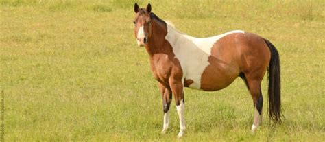 Pferd trächtig? Wissenswertes zu Pflege, Ernährung und Vorsorge