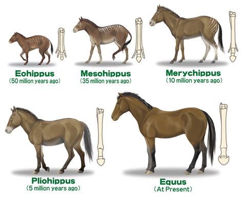 Pferdefunde (equus taubachensis und equus scythicus) aus der kůlna höhle in mähren. - H s mini maxx installation manual.