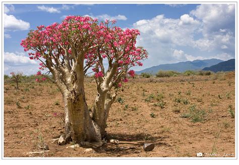 Pflanzen in der wüste afrika4