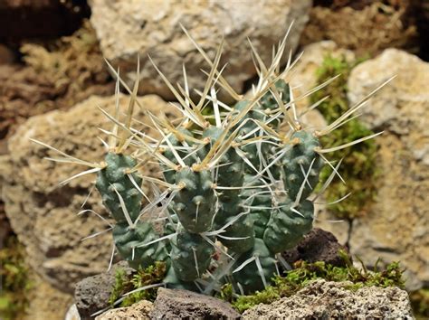 Pflege von Tephrocactus papyracanthus - Kakteenforum