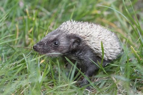 Pflege- und Auffangstationen für Vögel und Wildtiere - NABU