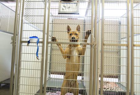 Pflugerville animal shelter. Things To Know About Pflugerville animal shelter. 
