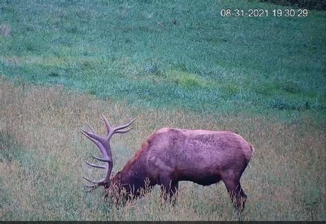 The Pennsylvania Game Commission's popular Elk Cam is up and running again to give viewers a peek into the species' annual mating season. The camera is located in a field in Benezette, Elk County .... 