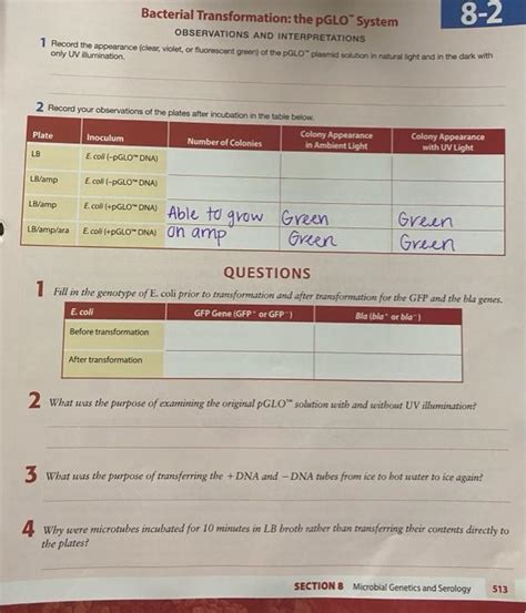Pglo Transformation Answer Key
