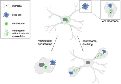 Phagocytosis: The central role of the centrosome eLife