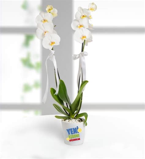 Phalaenopsis çiçek sepeti