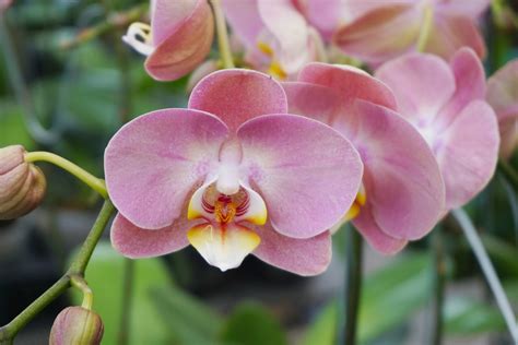 Phalaenopsis Orchid Care - The Moth Orchids