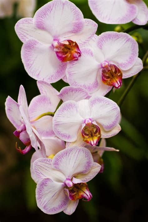 Phaleanopsis-Motten-Orchidee