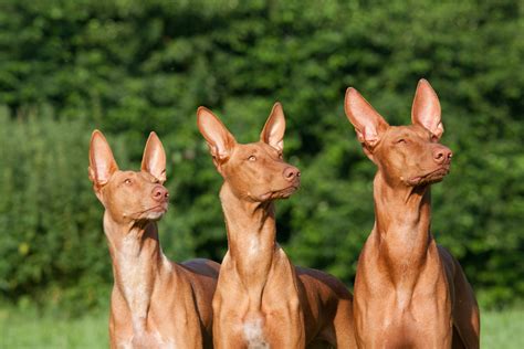 Pharaoh Hound Dog Breed Information and Characteristics Daily Paws