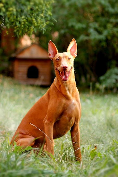 Pharaoh Hound Information: Breed Facts, Traits & More - Love …