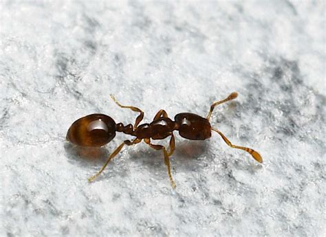 Pharaoh ant. Pharaoh ant, Monomorium pharaonis (L.), colonies were effectively controlled Following ingestion of pyriproxyfen formulated in peanut butter oil. Pyriproxyfen, a juvenile hormone analog, reduced egg production in the queens, decreased the amount of brood due to delayed death in the eggs and larvae, … 