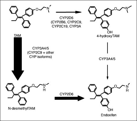 Pharmacogenetics of tamoxifen biotransformation is associated …