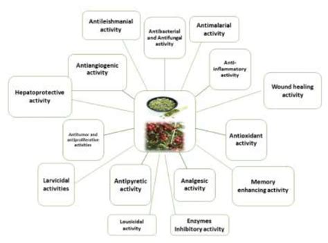 Pharmacological Activities of Lawsonia inermis - ResearchGate