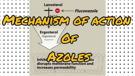 Pharmacology of azole antifungal agents 12 v2 Antifungal …