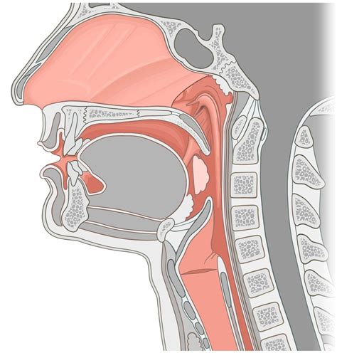 Pharynx: Function And Definition - Science Trends