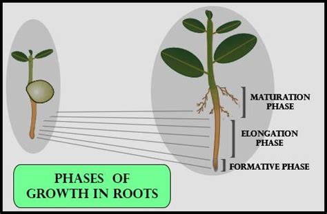 Phases of Growth in Plants - Three Phases of Growth in Plants - VEDANTU