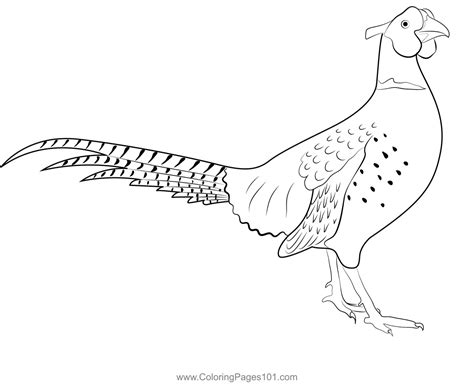 Pheasant Coloring Page