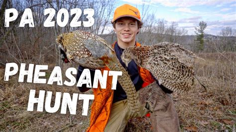 The 2023 fall pheasant season is in full swing 