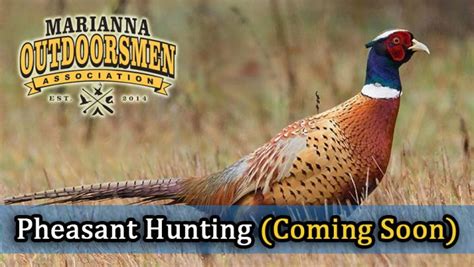 The 2023 pheasant hunting season runs from Sep