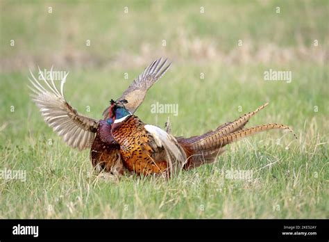 Pheasants Ke Duniya - Facebook