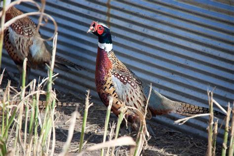 craigslist Farm & Garden "pheasant" for sale in Sacramento. see also. ... Gamebird Feed for chickens, ducks, guinea fowls, pheasants, geese, quails and mo. $25. Rio Linda .