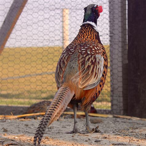 craigslist For Sale "pheasants" in Eastern Kentucky. see also. Quality Metal Buildings, Carports, Garages, Metal Barns, and RV Covers. $0. Eastern Kentucky . Pheasants for sale craigslist