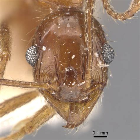 Pheidole indica Mayr, 1879 - GBIF